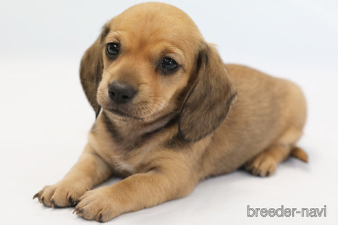 成約済の神奈川県のミニチュアダックスフンド(スムースヘアード)-279284の4枚目